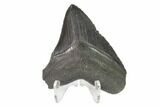 Serrated, 2.67" Fossil Megalodon Tooth - #130092-2